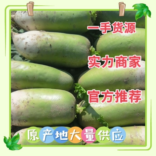 淮阳 青萝卜 大量上市，入库 发市场，电商货源充足，质量保证