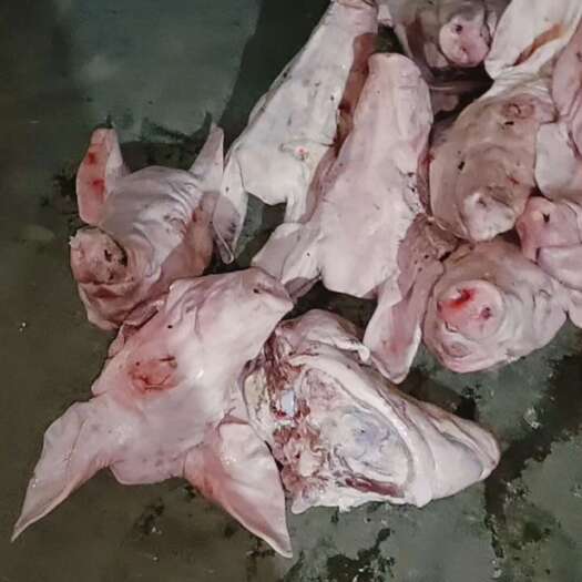 猪头，肥猪猪头