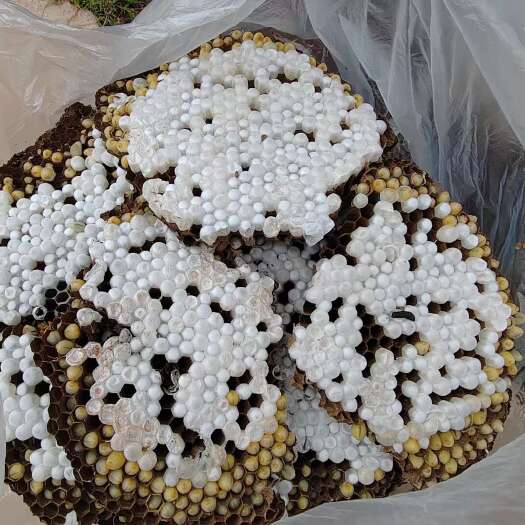 双柏县虎头蜂冰冻蜂蛹，混级  顺丰24小时到货