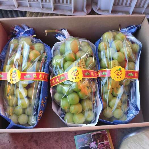 烟台精品阳光玫瑰