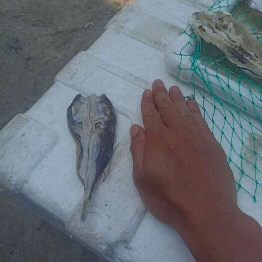 北海有大小河豚鱼价格有所不同