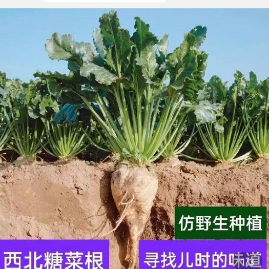 甜菜