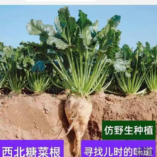 库尔勒市甜菜
