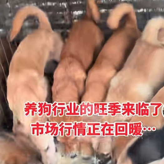 琼海市海南150天出栏的肉狗出售