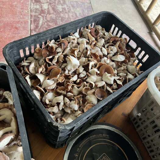 仁怀市马桑菌
