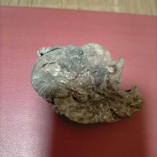厦门鸡宝