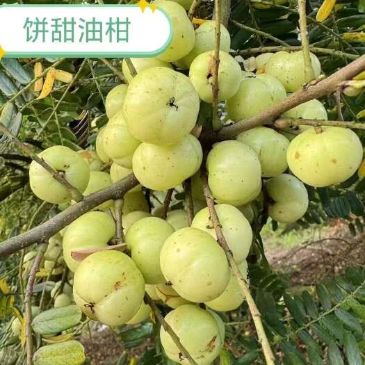 汕头新鲜饼甜油柑果产地直发广东汕头潮阳现摘现发
