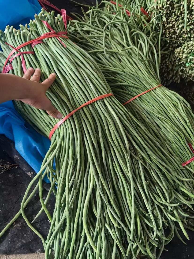 豆角上市 量大 质量好 有需要的老板可以联系 代发车