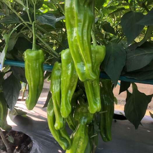 寿光市蔬菜苗直供