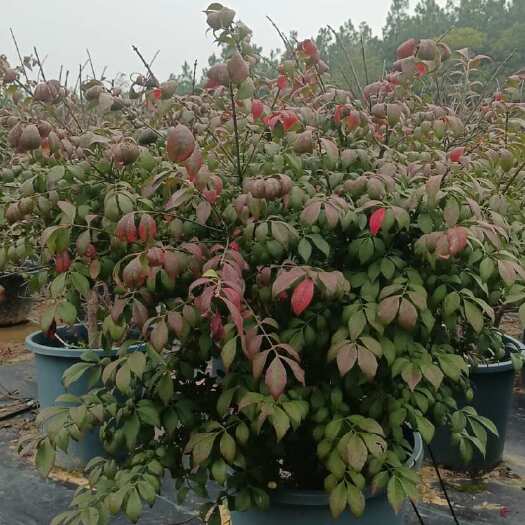 郎溪县15加仑火焰卫茅