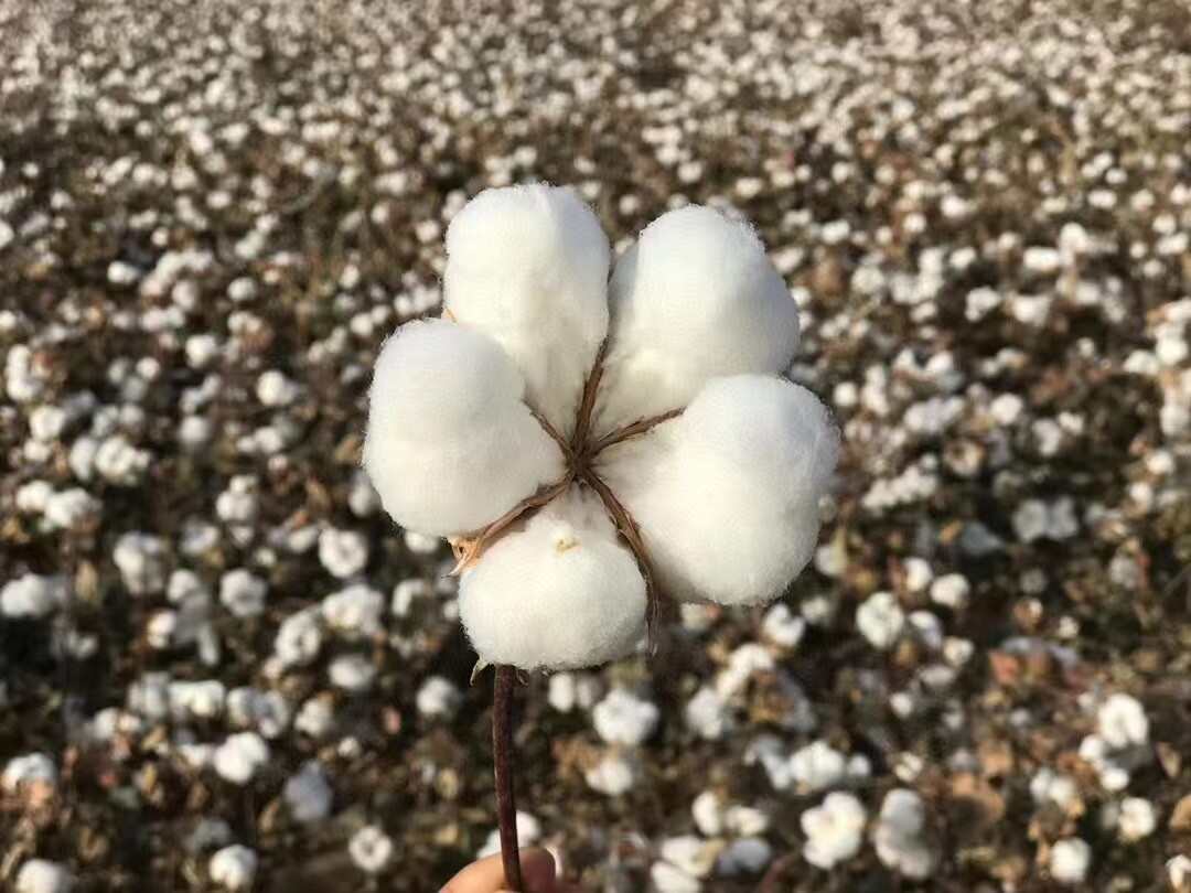 新疆棉花，新货上市了，大量批发皮棉，订制棉花被胎