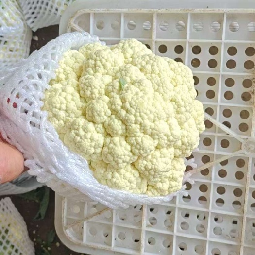 邯郸新鲜河北永年白花菜花产地直供