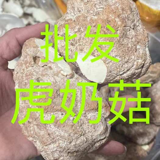 虎奶菇又名虎乳菌 马来西亚精选特大虎奶菇批发 一斤5个左右