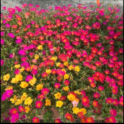 太阳花节水抗旱城市园林绿化观赏花卉家庭盆栽太阳花种子