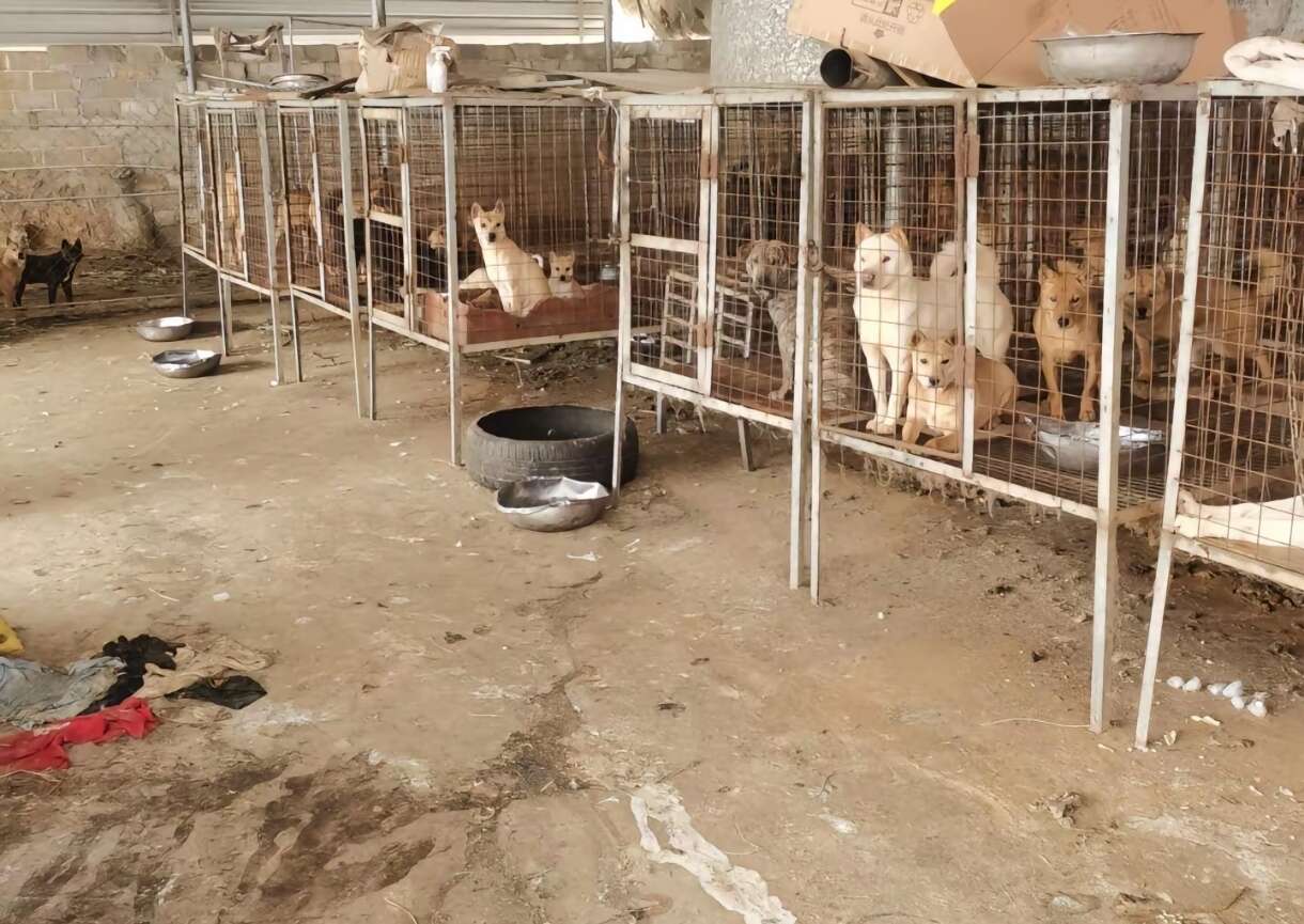 海南150天出栏的肉狗出售