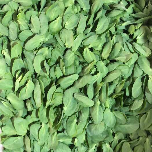 都匀市贵州精品豌豆苗出口香港新加坡