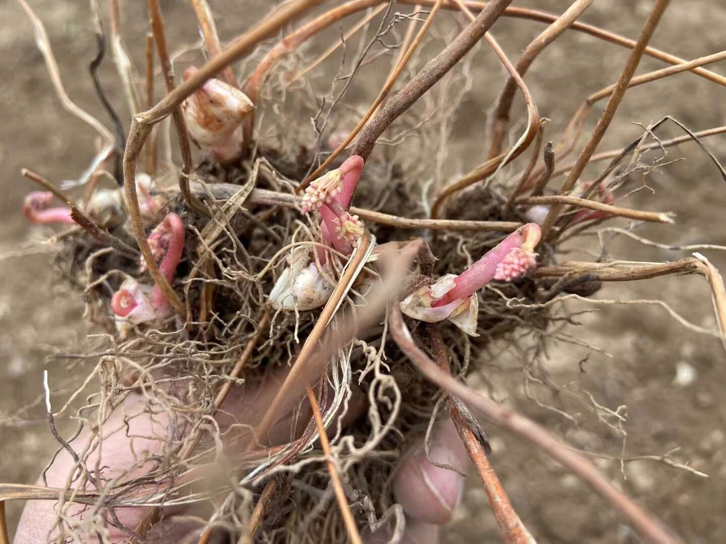 礼县甘肃高含量小圆淫羊藿驯化一种苗 甘肃礼县基地现挖直发