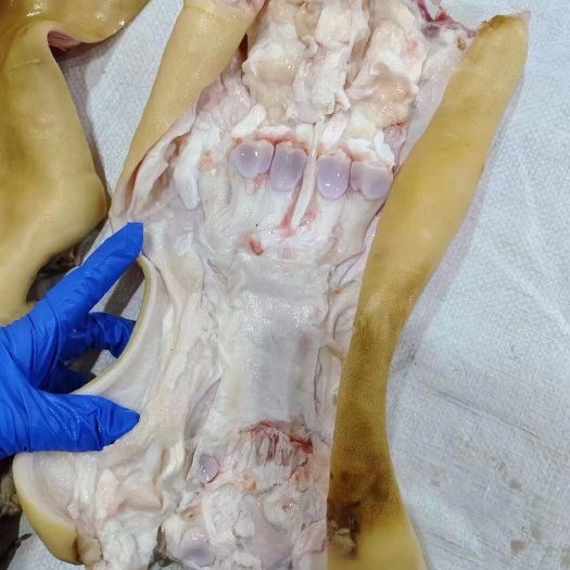 商河县牛蹄 牛脚 牛掌 火烧毛牛蹄生去骨全熟去骨 专业加工牛蹄厂家