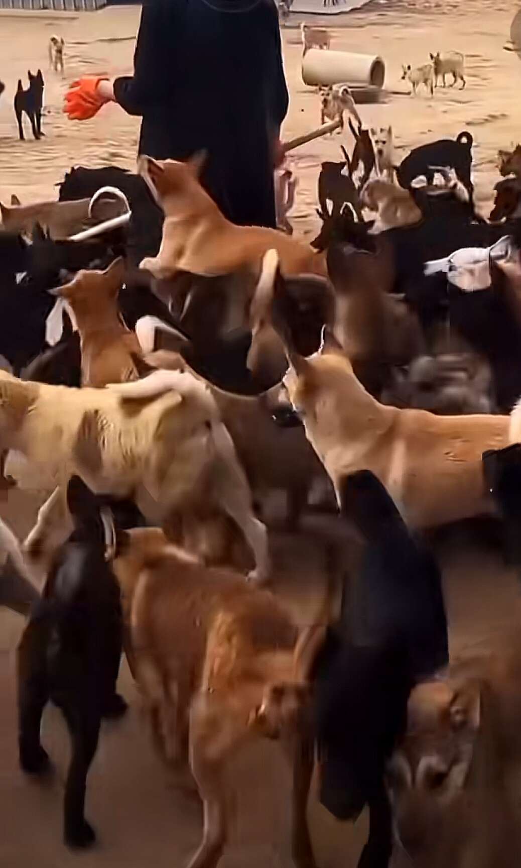 海南150天出栏的肉狗出售