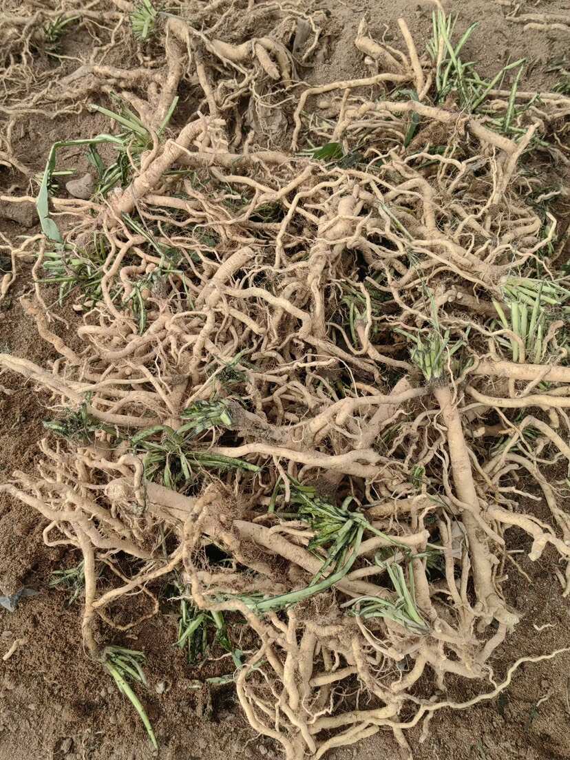 新疆种植的板蓝根，有检测证书