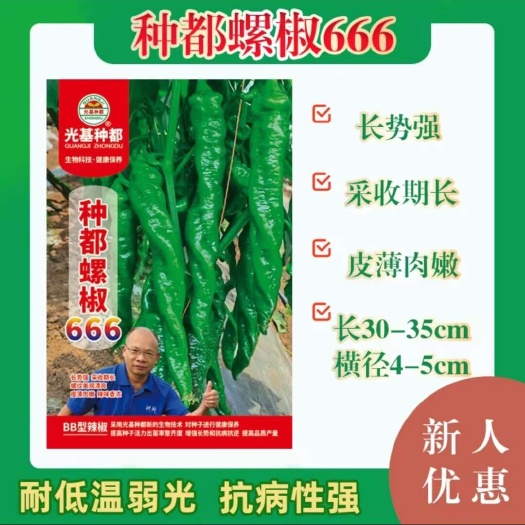 沭阳县种都螺椒666辣椒种子 杂交一代早中熟螺丝椒种子