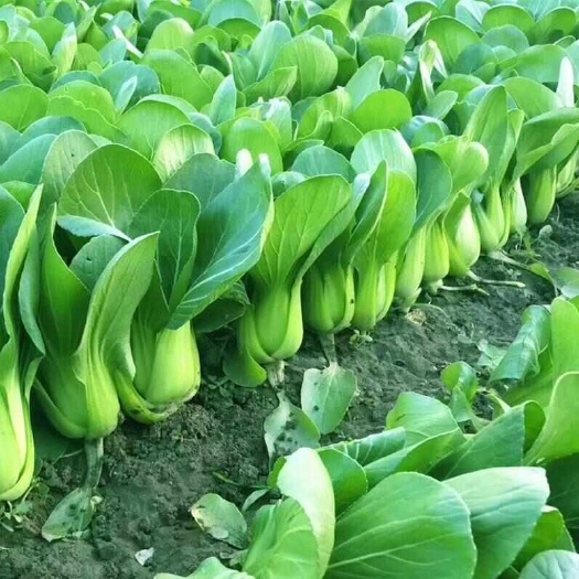 原种上海青梗菜种子油菜种子高产阳台农家小青菜种子四季播蔬菜