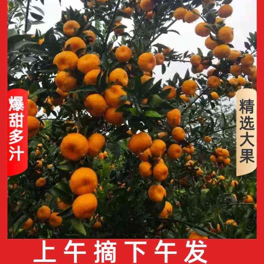 澧县南丰蜜桔甘甜可口色泽艳丽糖度好易化渣