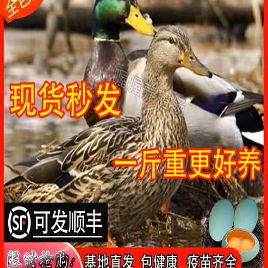 正品一斤麻鸭苗杂杂交鸭，保真无假货，快递发货，包邮包运费