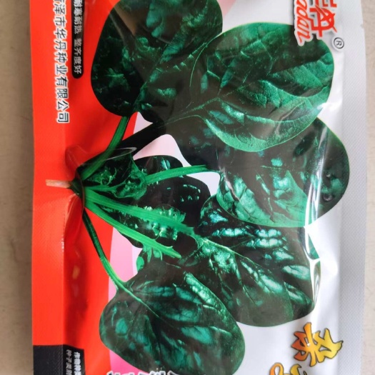 济南一代杂交趴地虎大叶菠菜种子 半直立耐寒 卖相好
