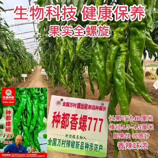 沭阳县种都裸椒777辣椒种子 杂交一代早中熟螺丝椒种子