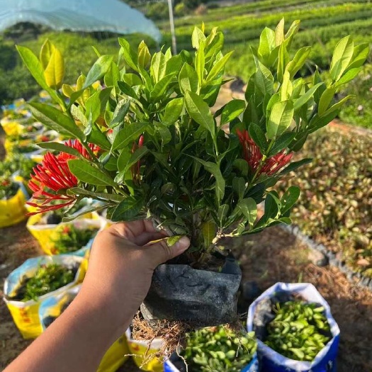 漳浦县小叶龙船花