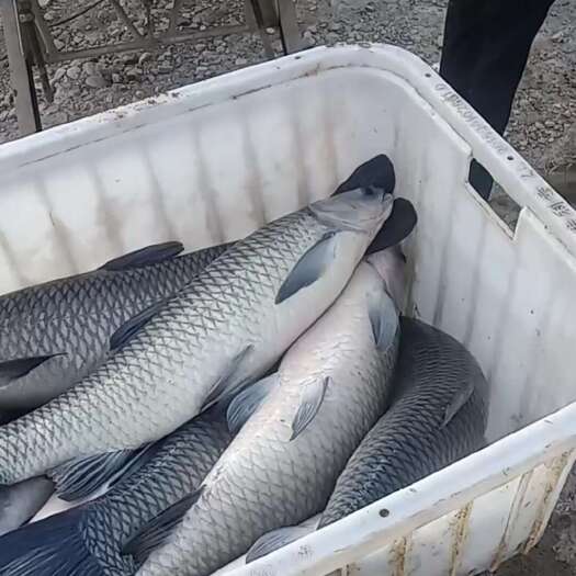 湘阴县青鱼