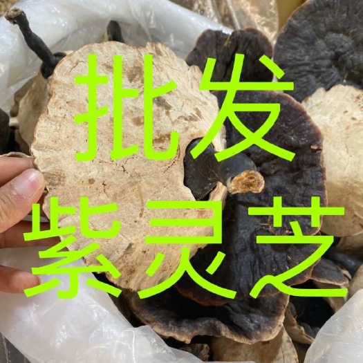 文山市灵芝 紫灵芝 云南深山紫灵芝