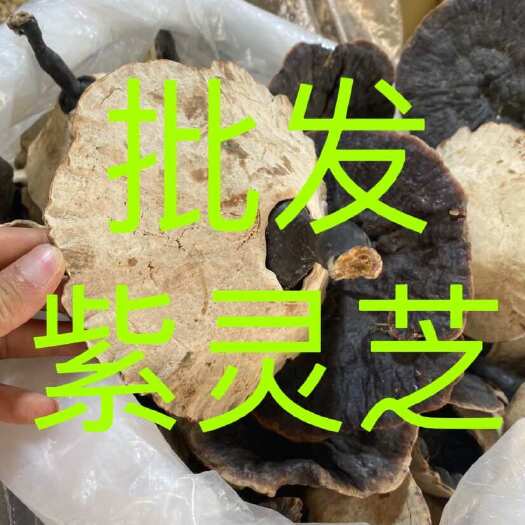 灵芝 紫灵芝 云南深山紫灵芝