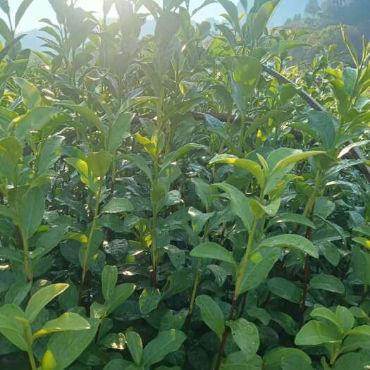 武夷山市老枞水仙茶苗