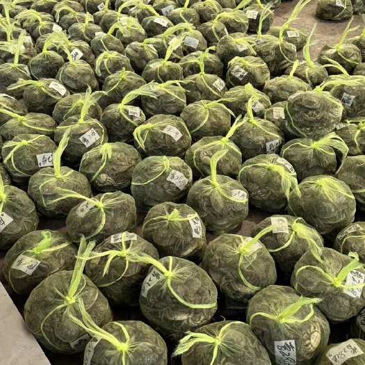 苏州（货源充足）苏州原产地直发.大闸蟹螃蟹鲜活批发.
