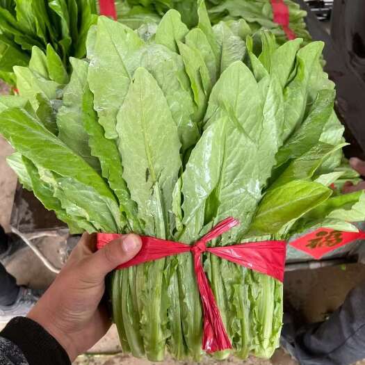 邯郸精品油麦，大量供应
