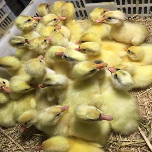 郑州 白鹅苗 灰鹅苗 三花鹅苗 马岗鹅苗 狮头鹅苗  脱温鹅苗