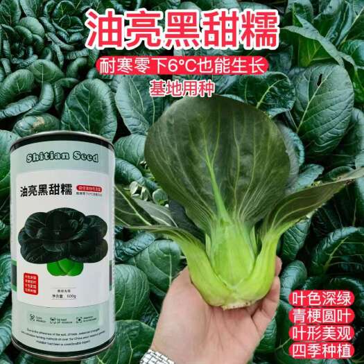 沭阳县油亮黑甜糯青菜种子 苏州青种子