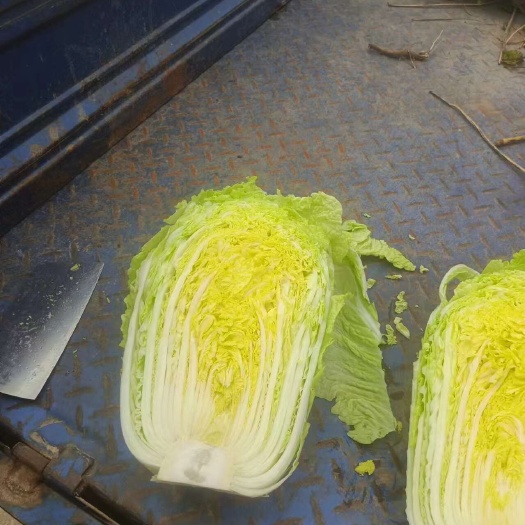黄心白菜