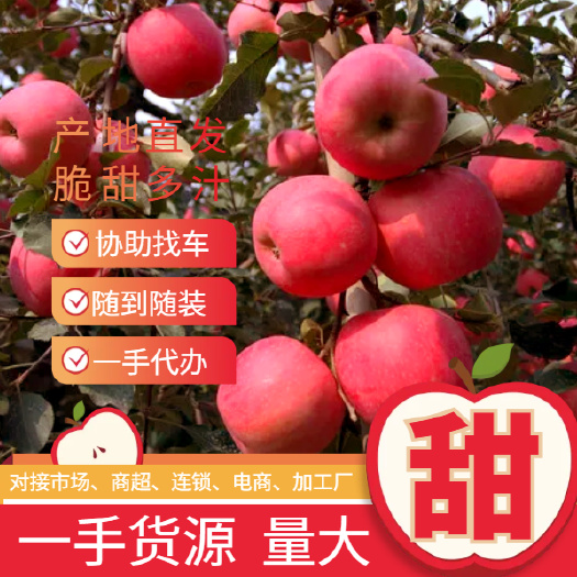 莒县红富士苹果 产地发货 大量现货 一手货源 随到随装