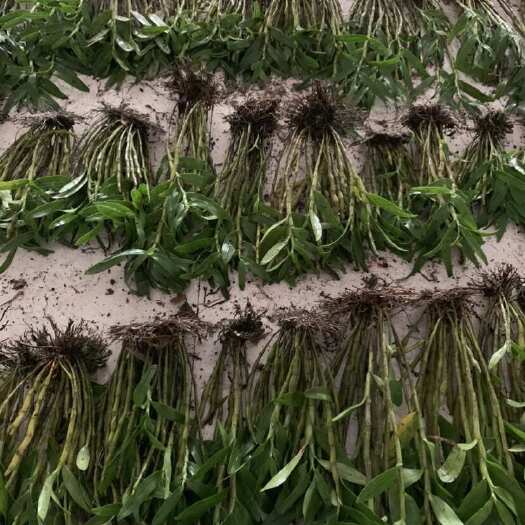 赤水市赤水金钗石斛种植兜苗中药材批发零售