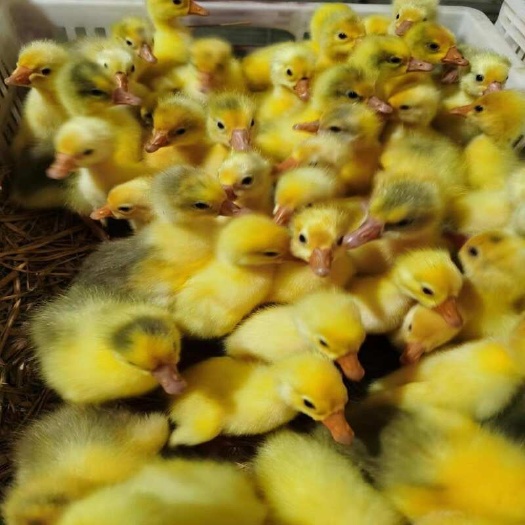 正定县 白鹅苗 灰鹅苗 三花鹅苗 马岗鹅苗 狮头鹅苗  脱温鹅苗