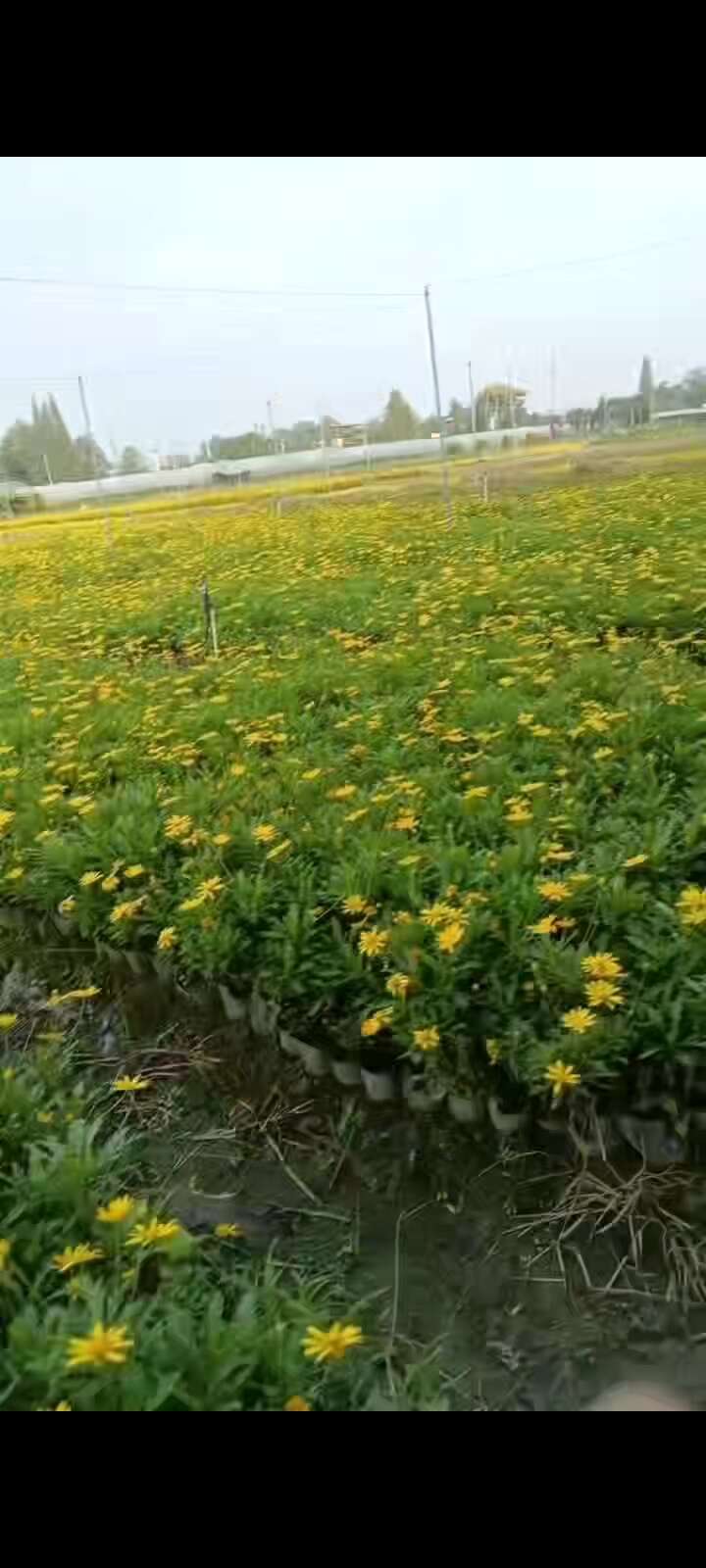 木春菊苗 基地直销木春菊  木春菊16杯 双色杯 小杯 地苗