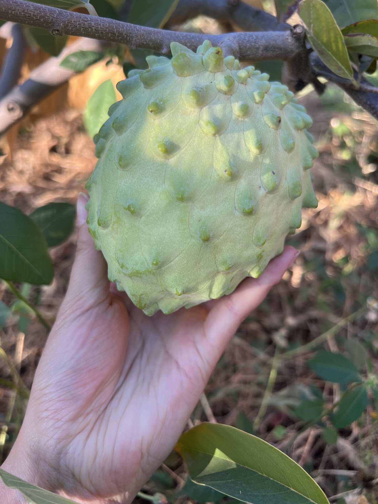 一件代发货/批发礼盒云南牛奶凤梨释迦果精选老树果口感绵密香甜