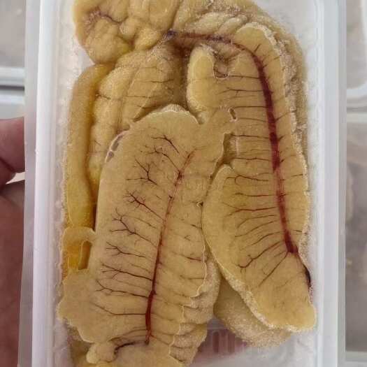 连云港黄花鱼籽鱼蛋鱼卵活鱼现取黄鱼籽火锅鱼杂红烧爆炒鱼泡鲈鱼籽鱼肚