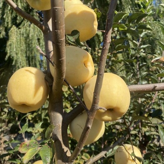 营口维纳斯苹果树苗