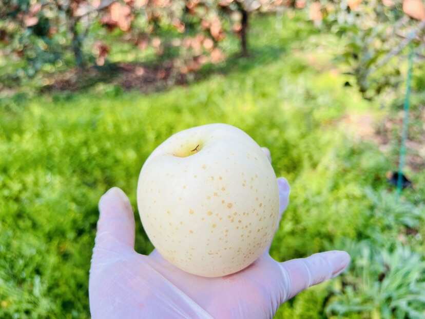 大连庄河，王林苹果，自家黑土地种植，光照充足，口感细腻甜美