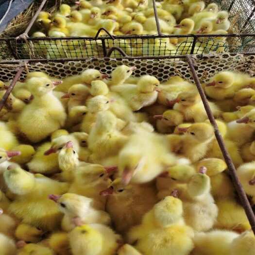 广州 白鹅苗 灰鹅苗 三花鹅苗 马岗鹅苗 狮头鹅苗  脱温鹅苗