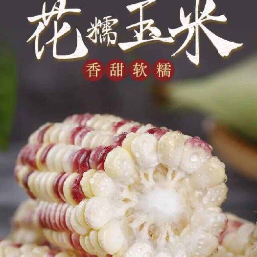 上林县新鲜花糯玉米-鲜嫩爆浆颗粒饱满，比普通玉米更黏糯